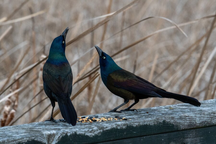 Magpies