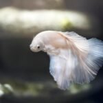 White Betta Fish