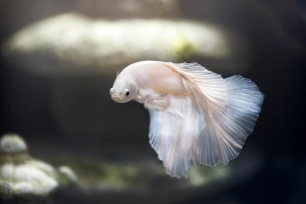 White Betta Fish