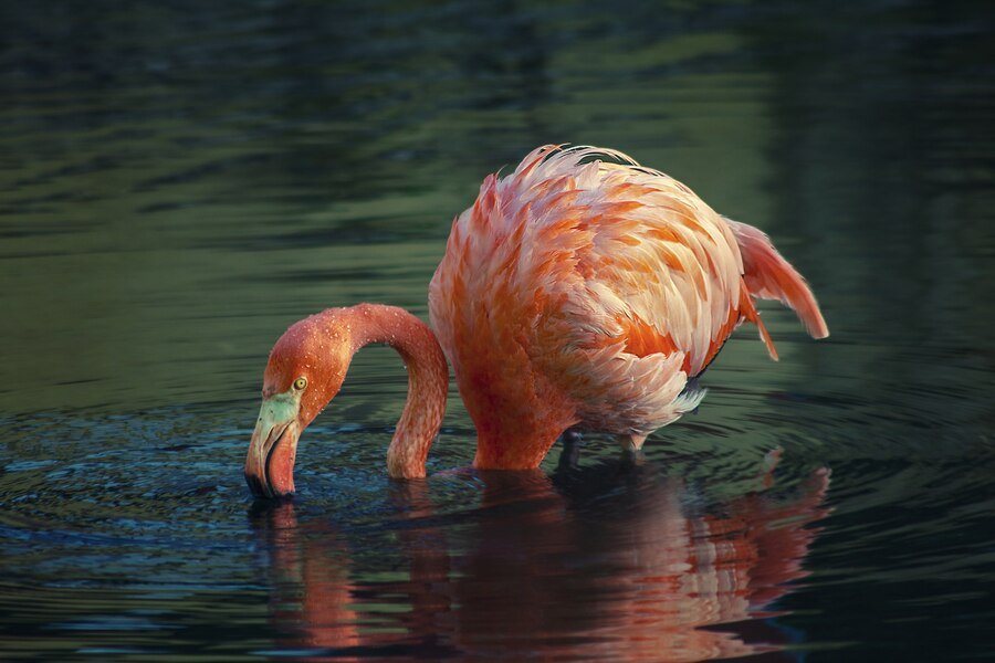 Flamingo PGP